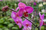 <center>Les orchidées de Michel Vacherot.</center>