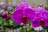 <center>Les orchidées de Michel Vacherot.</center>