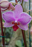 <center>Les orchidées de Michel Vacherot.</center>