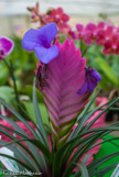 <center>Les orchidées de Michel Vacherot.</center>