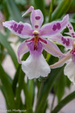 <center>Les orchidées de Michel Vacherot.</center>