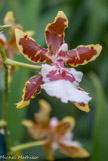 <center>Les orchidées de Michel Vacherot.</center>