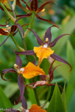 <center>Les orchidées de Michel Vacherot.</center>
