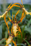 <center>Les orchidées de Michel Vacherot.</center>