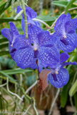 <center>Les orchidées de Michel Vacherot.</center>