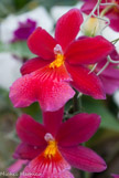 <center>Les orchidées de Michel Vacherot.</center>