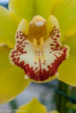 <center>Les orchidées de Michel Vacherot.</center>