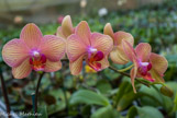 <center>Les orchidées de Michel Vacherot.</center>