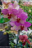 <center>Les orchidées de Michel Vacherot.</center>
