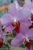 <center>Les orchidées de Michel Vacherot.</center>