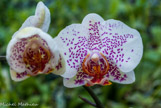 <center>Les orchidées de Michel Vacherot.</center>