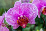 <center>Les orchidées de Michel Vacherot.</center>