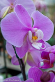<center>Les orchidées de Michel Vacherot.</center>