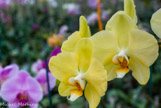 <center>Les orchidées de Michel Vacherot.</center>