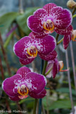 <center>Les orchidées de Michel Vacherot.</center>
