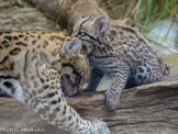 <center>Parc Animalier et Botanique de Sanary</center>Ocelot