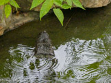 <center>Parc Animalier et Botanique de Sanary</center>